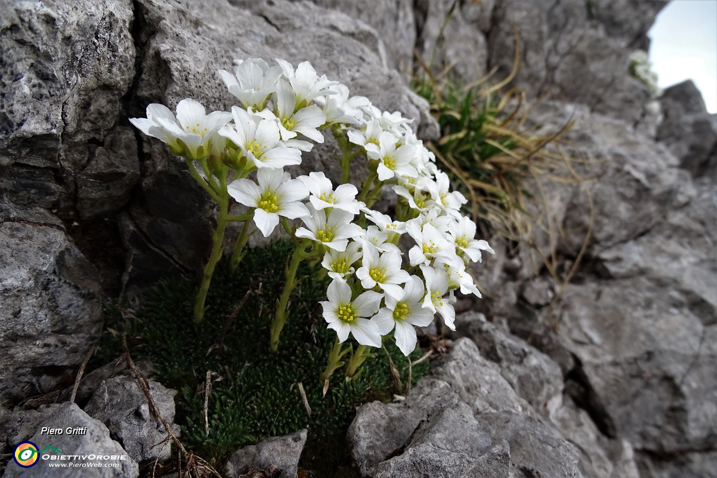 69  Sassifraga Vandelli (Saxifraga Vandellii).JPG